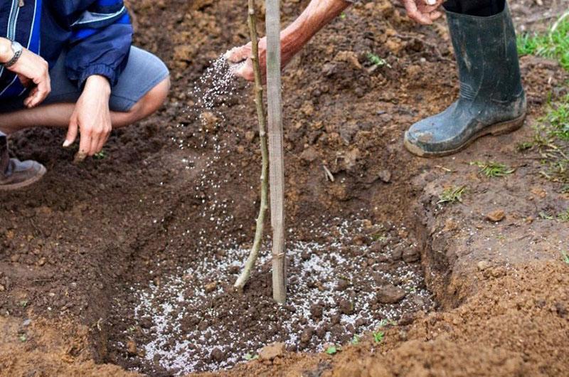 alimentación con fertilizantes que contienen nitrógeno