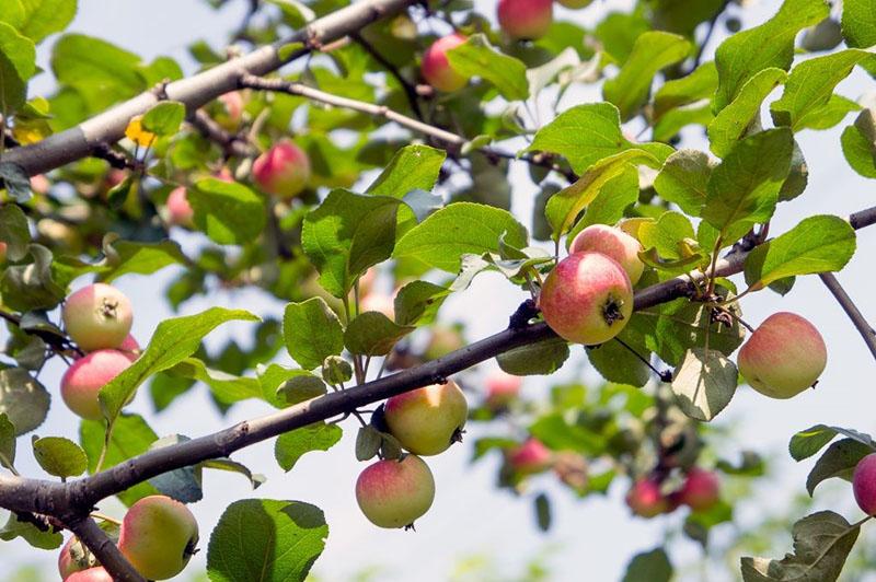 las manzanas de la variedad Uralets están madurando