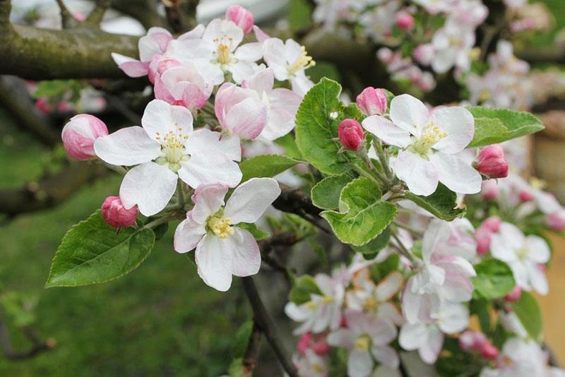 les pommiers de la variété Uralets fleurissent