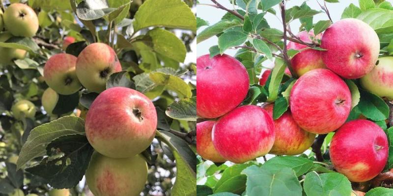 fructification abondante du pommier des Uralets