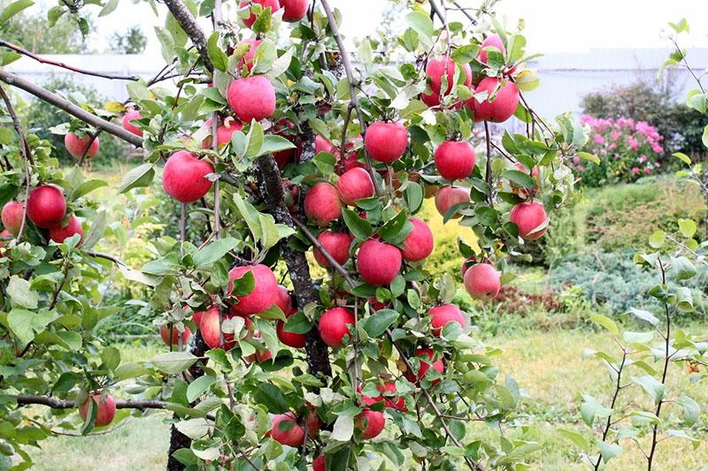 lugar de cultivo de la variedad de manzano Uralets