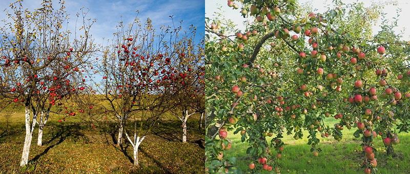 huerto de manzanas