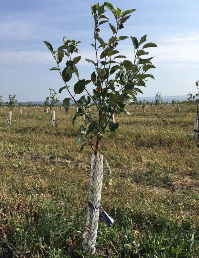 planter des plants de pommes