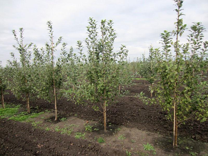 huerto de manzanas jóvenes