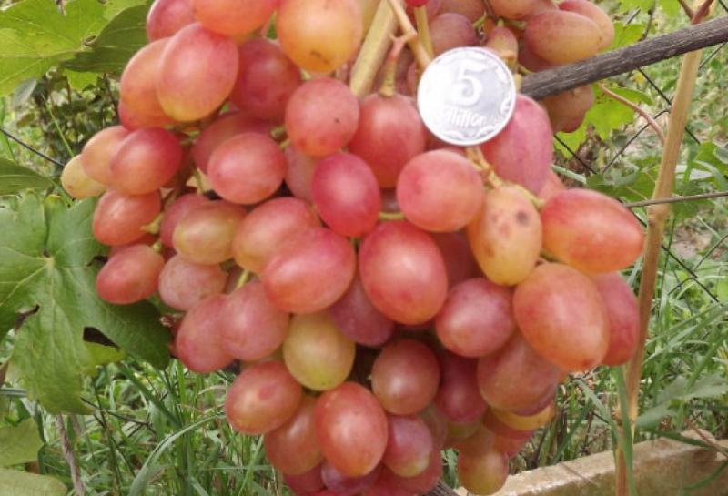 saveur caractéristique du raisin rumba