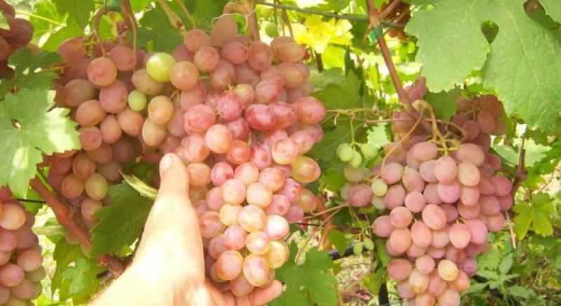 grappe de raisin rumba