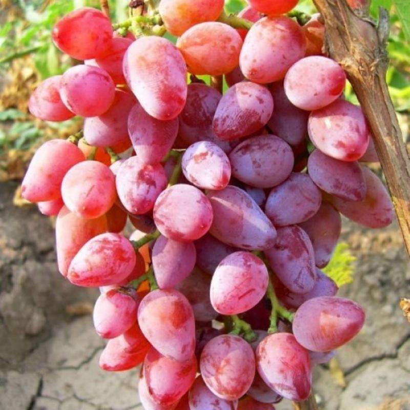 Descripción de la variedad de uva rumba foto