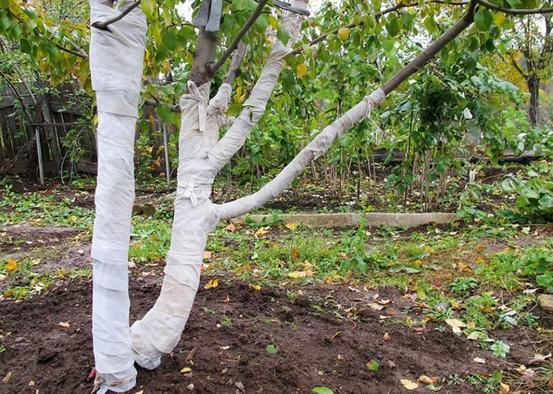 protección de un árbol joven