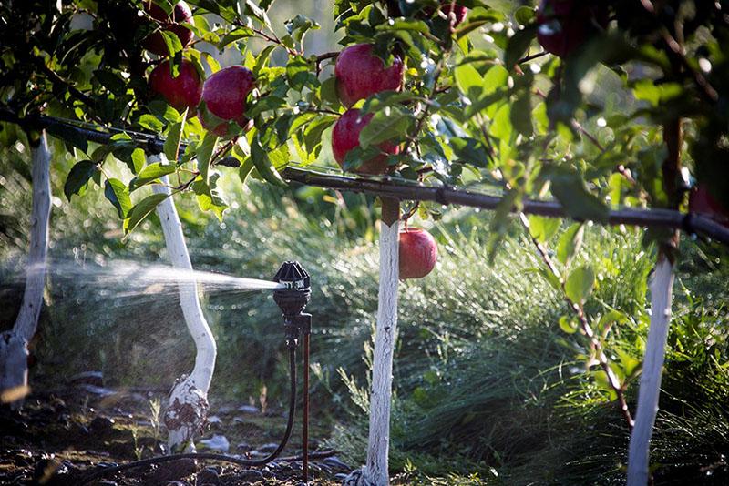 sistema de riego en el huerto de manzanas