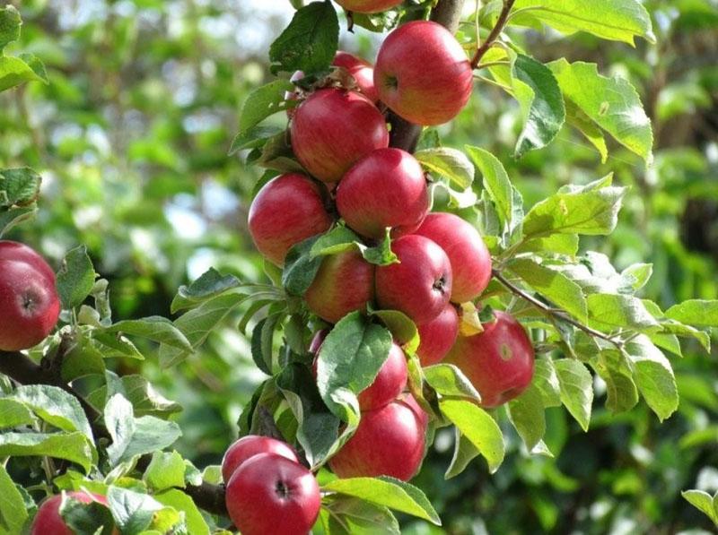 las frutas maduran