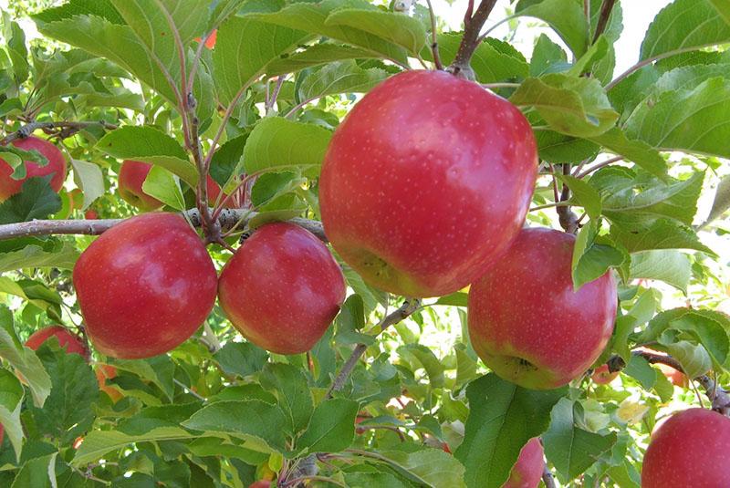 frutas grandes y jugosas