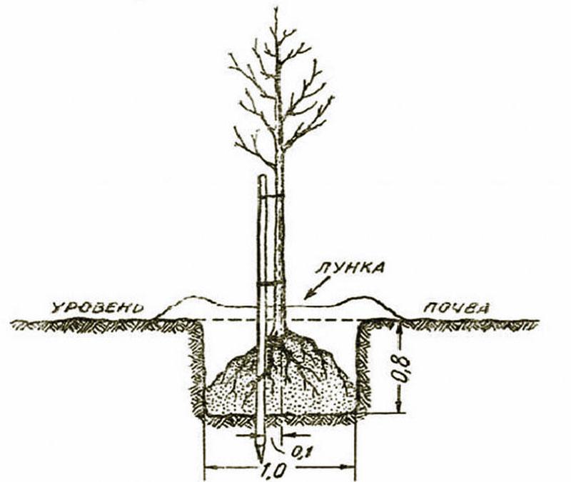 agujero de plantación de manzana