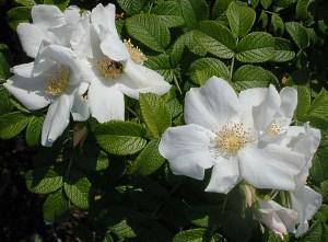 Rose blanche ridée