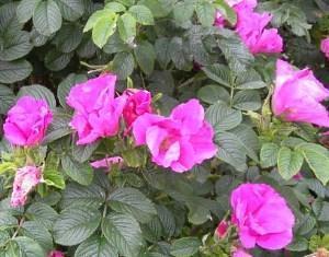 flores rosas rosadas arrugadas