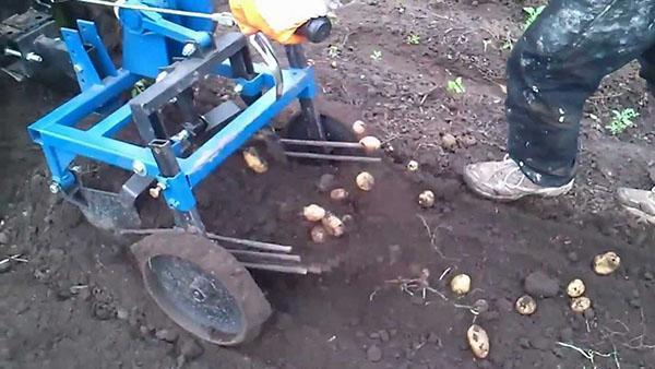 Arracheuse de pommes de terre sur le tracteur à conducteur marchant Neva