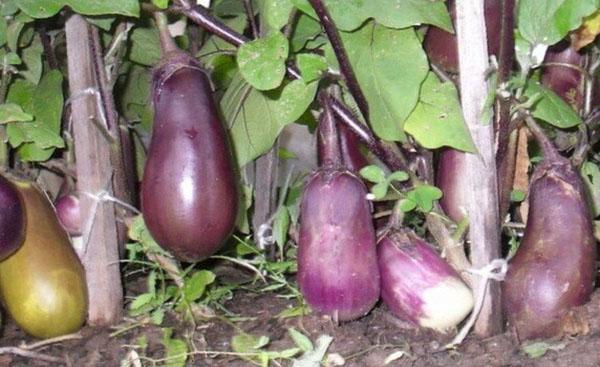 phytoplasmose de l'aubergine