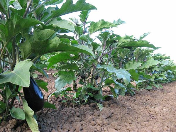 bonne plantation d'aubergine