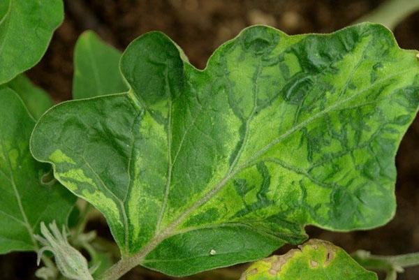 lutte contre la mosaïque d'aubergines