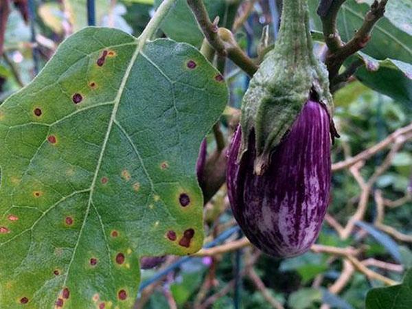 maladies fongiques de l'aubergine