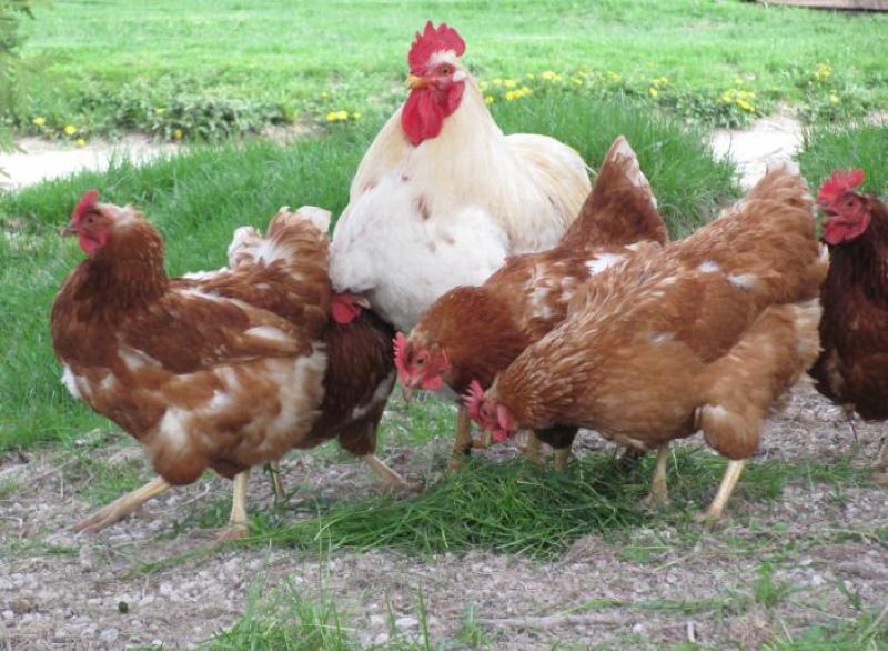 ¿Por qué las gallinas necesitan un gallo?