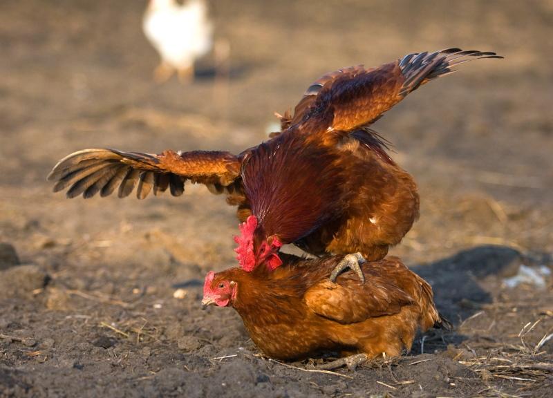 cómo un gallo fertiliza los huevos