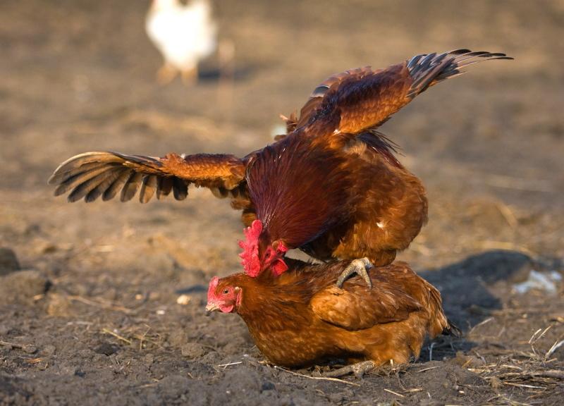 comment un coq féconde les œufs