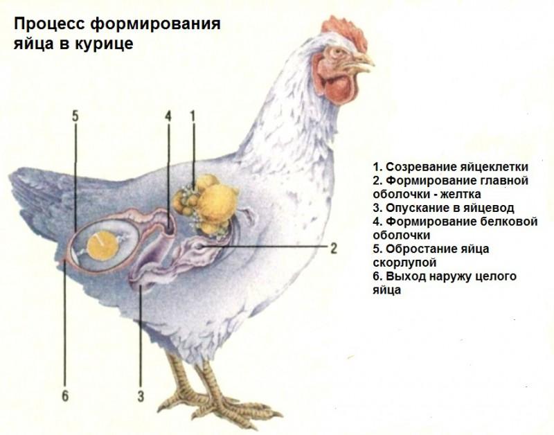 proceso de formación de huevos