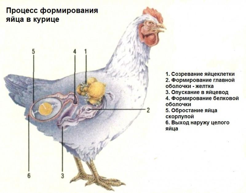 processus de formation des œufs