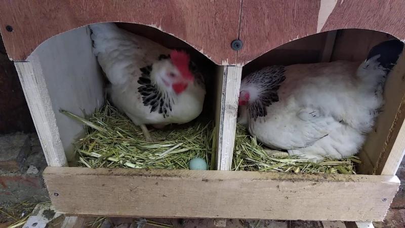 ¿Puede una gallina poner huevos sin un gallo?