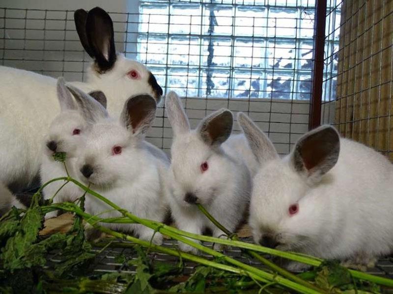 nourrir les lapins avec différentes herbes