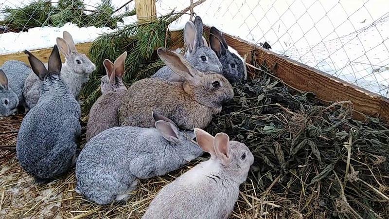 nourrir les lapins avec des orties sèches