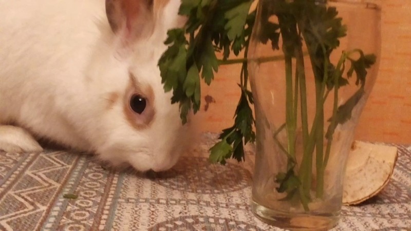 pourquoi le persil est bon pour les lapins