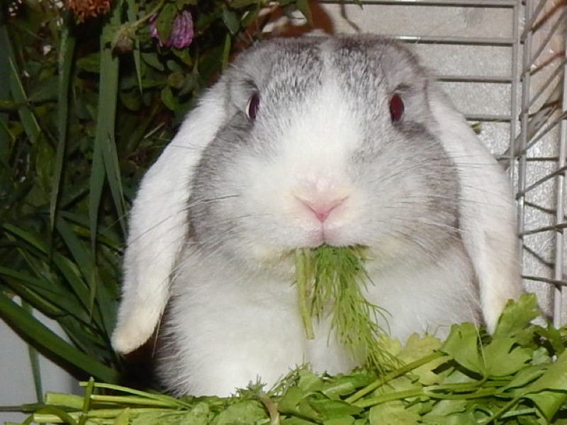 comment donner du persil aux lapins