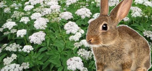 est-il possible de faire dormir des lapins