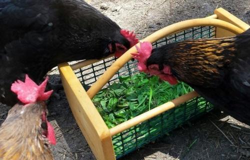 quel genre d'herbe les poulets peuvent-ils