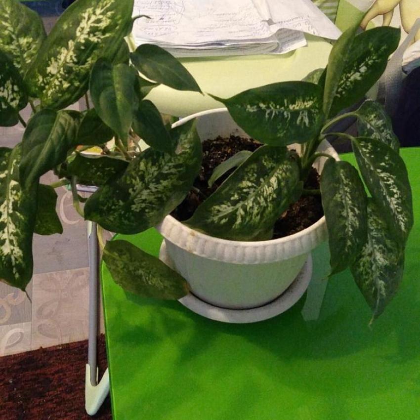 dieffenbachia tacheté