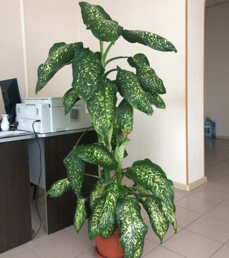 dieffenbachia en la oficina