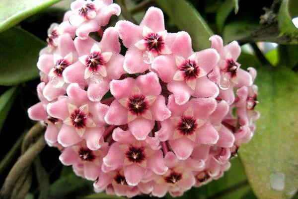 Paniers de fleurs de hoya parfumées