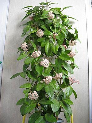 Plante hoya adulte