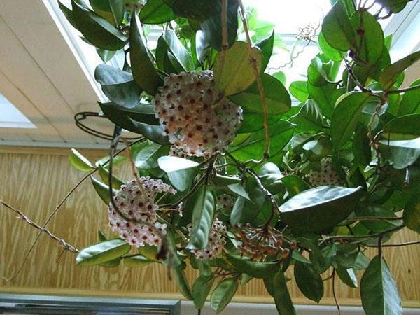 Flores de hiedra de cera de Hoya