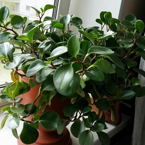 peperomia à feuilles émoussées