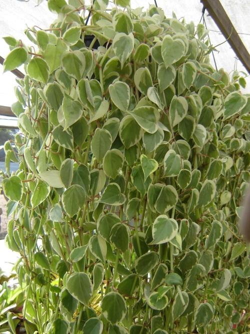 peperomia escalade