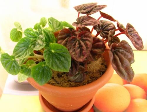 peperomia ratatiné