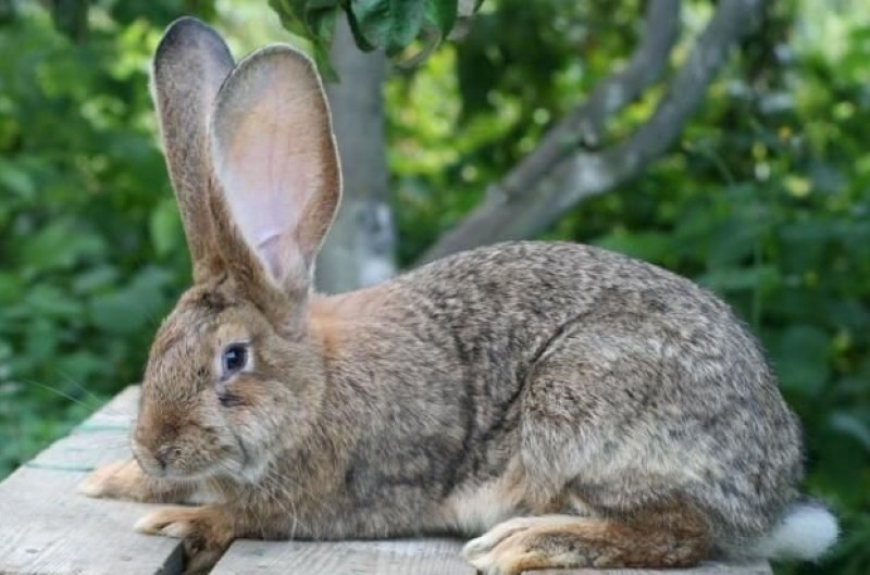 est-il possible de manger la viande de lapins atteints de myxomatose