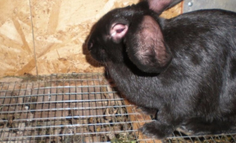 mixomatosis en conejos ¿es posible comer carne?