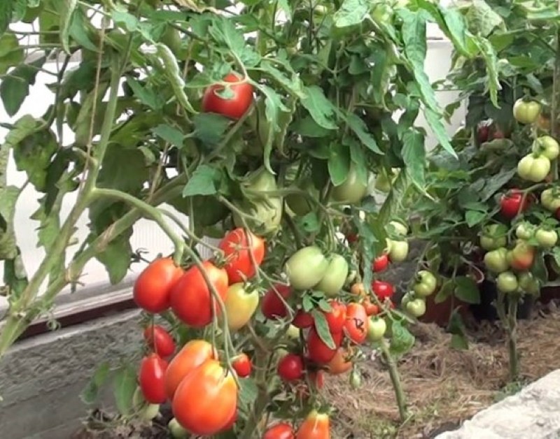 stolypine de buisson de tomate