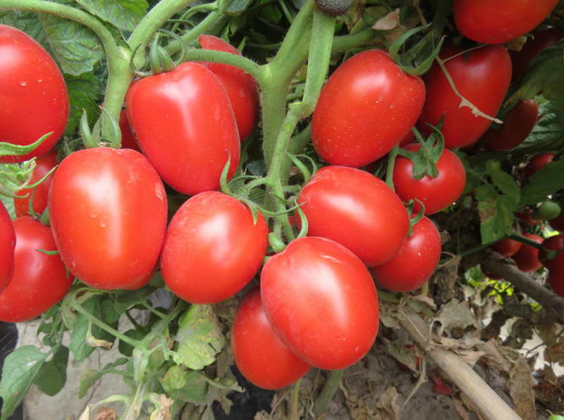 estolipina de tomate