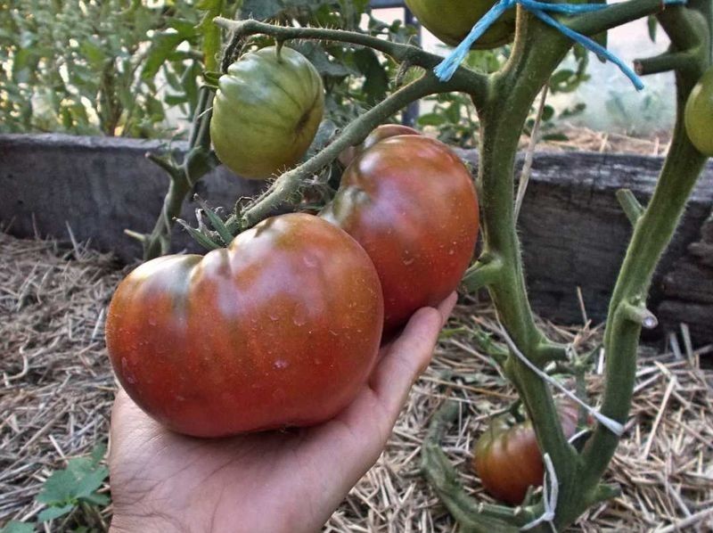 chocolat buisson de tomates