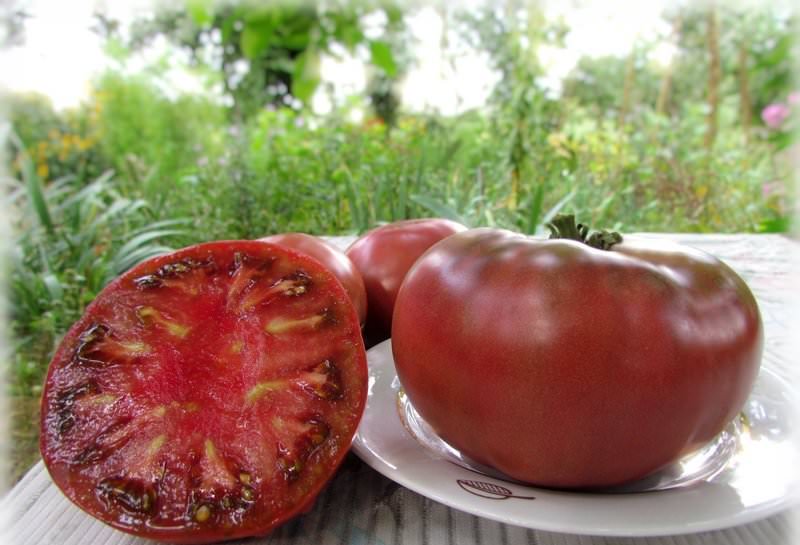 avantages et inconvénients de la tomate au chocolat