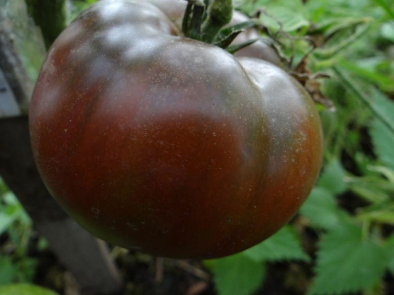 chocolat variété de tomate